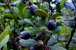 广东特色水果大盘点，你未必全知道！