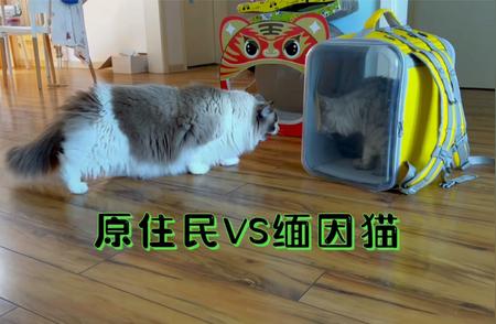 布偶猫遭遇缅因猫：一次惊心动魄的相遇！