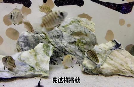 小菠萝鱼与冰鱼虫的神秘关系