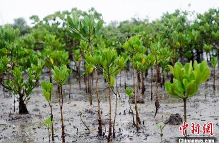 广西北海红树林湿地：生物多样性的天堂