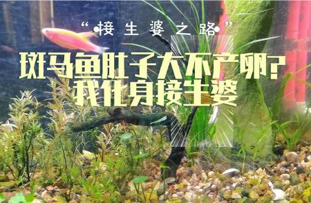 斑马鱼肚子异常肿胀原因解析