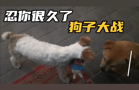 猎狐梗虐待玩具引发田园犬愤怒，究竟隐藏了什么故事？