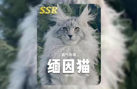 缅因猫：霸气与帅气的完美结合!