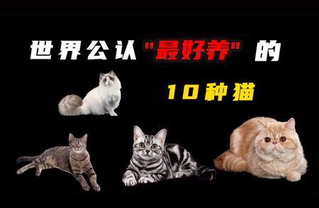 初学者指南：如何选择最适合的宠物猫品种？