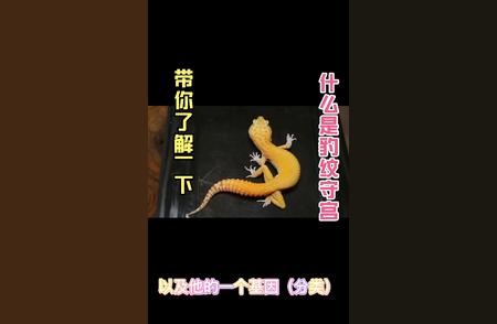 豹纹守宫大揭秘：深入了解神秘生物的世界！