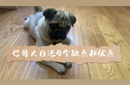 巴哥犬的迷人之处：深度解析4大优点与4大缺点！