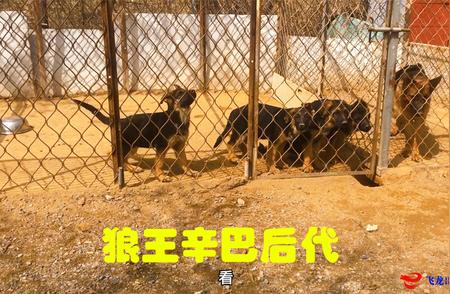 探访顶级德国牧羊犬俱乐部：偶遇狼王辛巴的尊贵后代