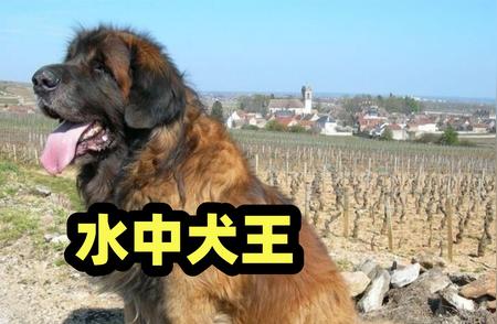 兰波格犬：水中犬王展现惊人魅力