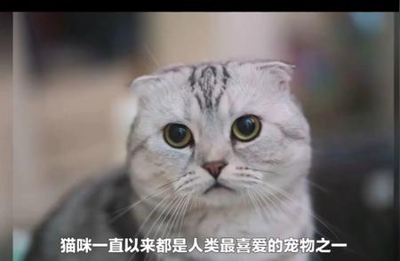 最受欢迎的十大宠物猫排名揭晓，你心仪的猫咪上榜了吗？