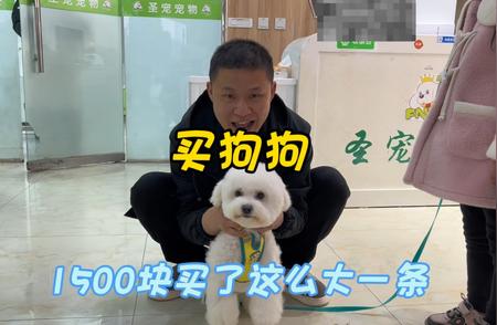 小冯的新伙伴：1500块买来的比熊犬