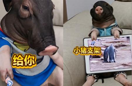 男子独特宠物小香猪：脾气暴躁心眼多，用途多样令人惊奇