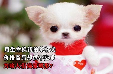 茶杯犬：用生命换取高昂价格的背后故事