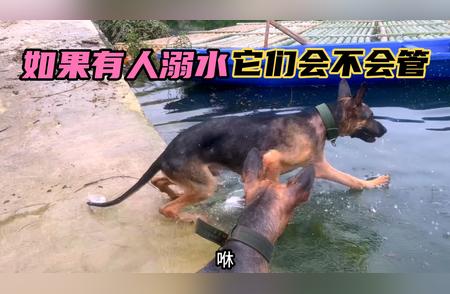 德牧新技能：如何教会你的德国牧羊犬游泳？