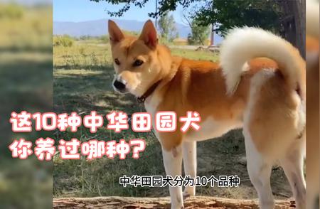 十大中华田园犬品种：你养过哪些？