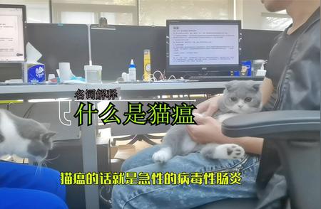 如何用简单测试判断猫瘟真假？省钱又实用！