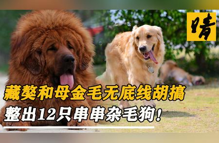 藏獒与金毛的意外混搭：诞生12只独特杂毛串串！