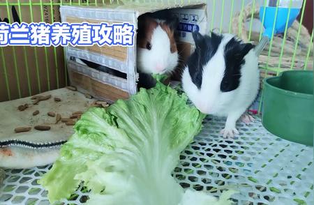 养殖荷兰猪完全攻略：一篇文章掌握所有技巧