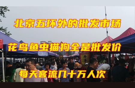 揭秘北京五环外批发市场：花鸟鱼虫猫狗全是批发价！