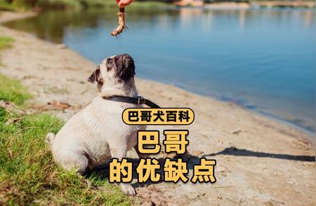 巴哥犬的优缺点全解析，养不养看它表现！