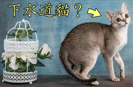 新加坡猫品种百科：探索最小的家猫世界