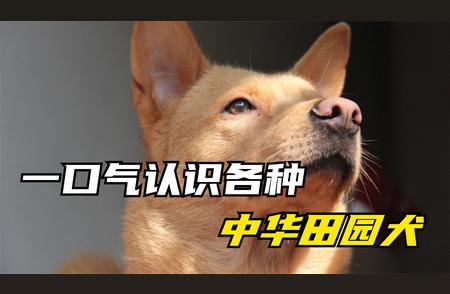 中华田园犬品种介绍及特点解析