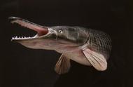 广州现巨型怪鱼，身长1.1米，无所不能，连钢丝都能咬断！