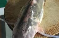 长江渔民意外捕获珍稀“老鼠鱼”，500元即被抢购，网友：太划算了！