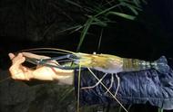 佛山珠江夜钓，广东钓鱼爱好者捕获巨型大虾