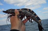 渔民意外捕获巨型怪虾，揭秘惊人真相