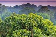亚马逊热带雨林：探索世界森林的奇迹