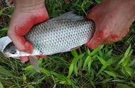 广西水库的银白色宝藏：一种独特的鱼类
