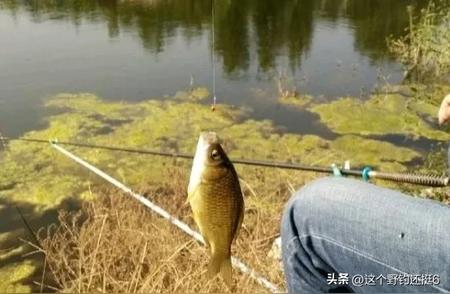 新手钓鱼必备：揭秘鱼群最爱的饵料味型，轻松省钱钓大鱼！