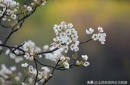 四月的天堂：探索长子县木化石公园