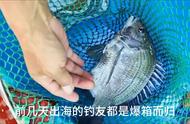 深圳南澳大鲷鱼泛滥，网友组队船钓求回本