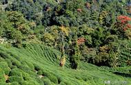 杭州秋日登山路线：赏美景、望西湖，尽览古村茶园秋色