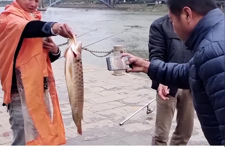 柳州钓友意外捕获70公分长龙鱼，价值高达上万，网友纷纷猜测：是谁放的？