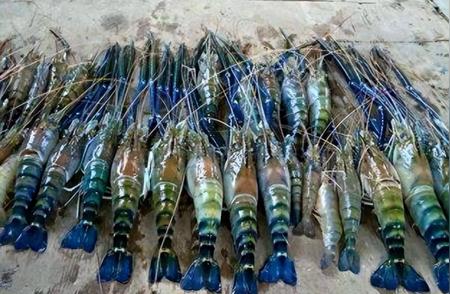 珠江里的河虾变了颜色？钓友捕获蓝色巨虾，竟是外来物种！