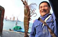 青岛渔民捕获五两重虾王，每只售价283元，瞬间售罄