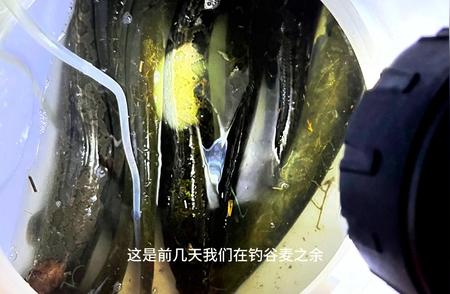 黑鱼鲶鱼钓法揭秘：少量装备，丰富渔获