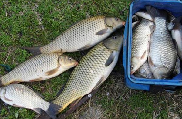 春末钓鱼最佳时机：这些天气状况让大鱼更易上钩