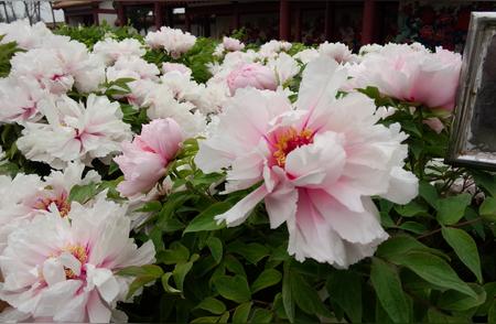 郑州邻近的赏花胜地：神州牡丹园四季绽放邀您体验！