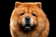 松狮犬：中国的原产犬种，其呆萌的外表是真的吗？