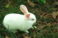 兔子的种类：你了解过几种？