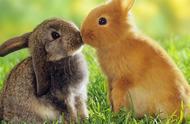 兔年养兔指南：避免“80元双血侏儒兔”的陷阱，了解各种兔子品种