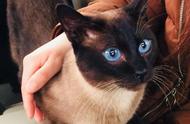 兽医的专业建议：饲养暹罗猫，这六件事你必须注意