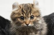 美国卷毛猫：耳朵竖立的调皮宠物