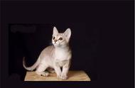 新加坡猫：世界上最小的猫品种及其独特特征