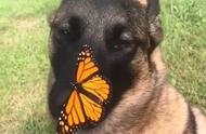 美妙的相遇！濒危帝王蝶停在比利时马利诺犬的鼻子上