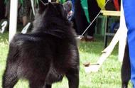 史奇派克犬：魔鬼小黑犬的神秘传说
