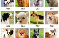 你能认出美国AKC的178个纯种狗品种吗？